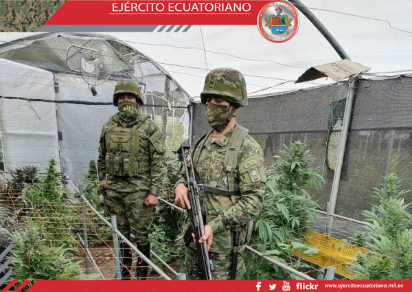Ejército en operación militar conjunta descubre cultivo de marihuana