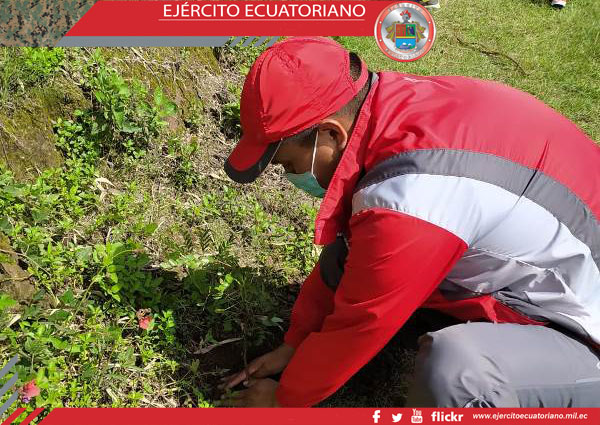 Militares apoyan en campaña de forestación en Yahuarcocha