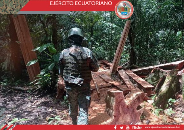 Militares incautaron madera cortada de forma ilegal