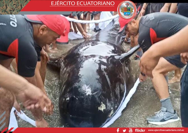 Emocionante rescate de una ballena varada en Santa Elena